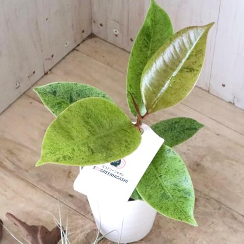 観葉植物 フィカス・エラスティカ」の人気商品一覧 | 安い商品を通販